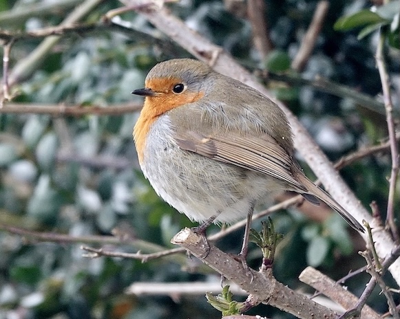 robin